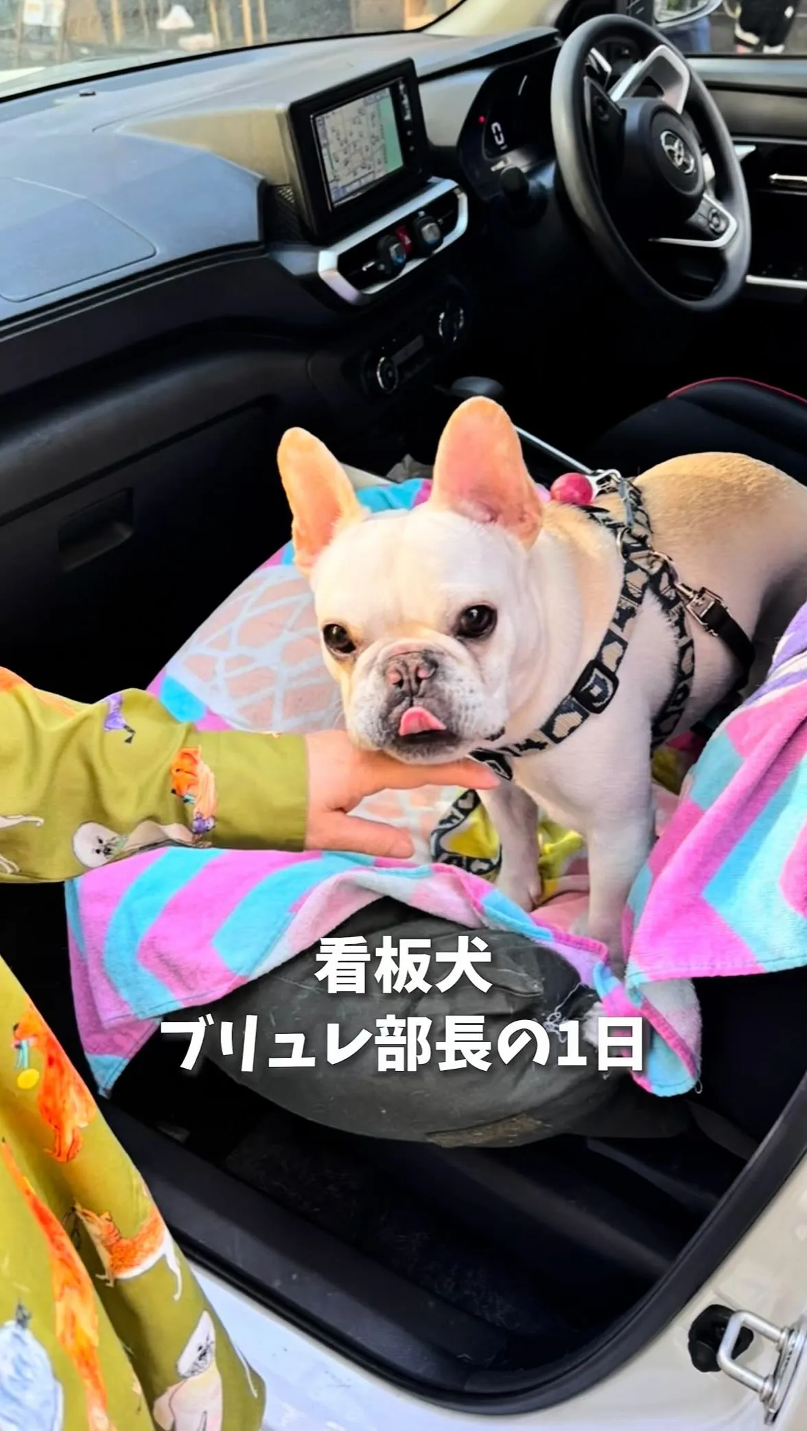 本日は、ROCHEの看板犬ブリュレくんの密着動画です♪